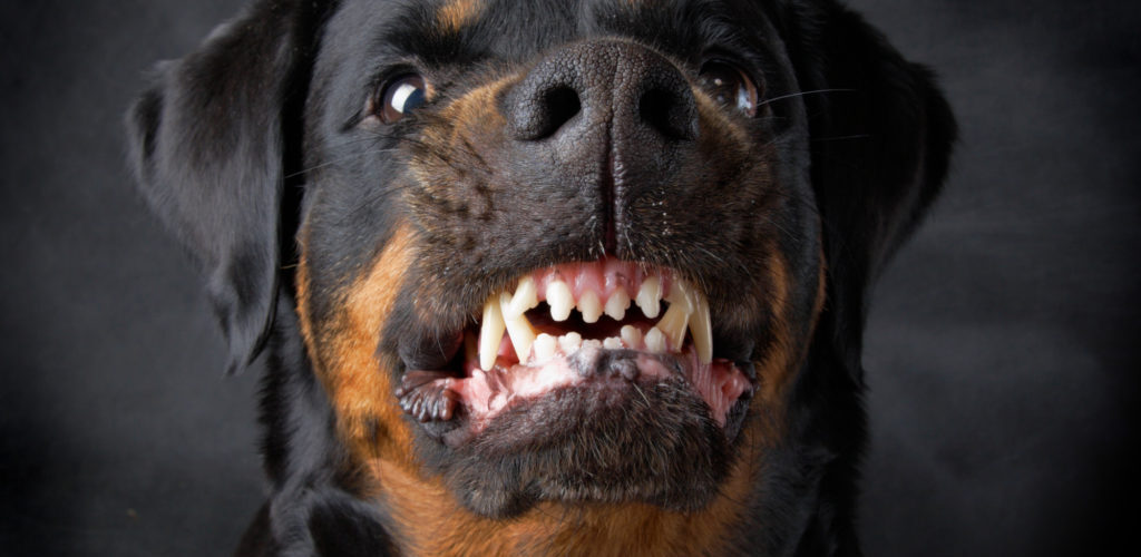 Dog Bite Attorney Frisco TX